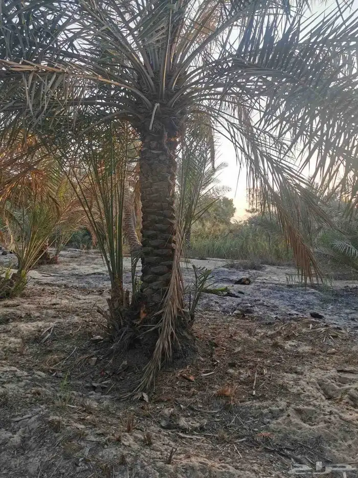 بيع جميع انواع النخل والشجر والعشيب والورد وتنظيف النخيل 0