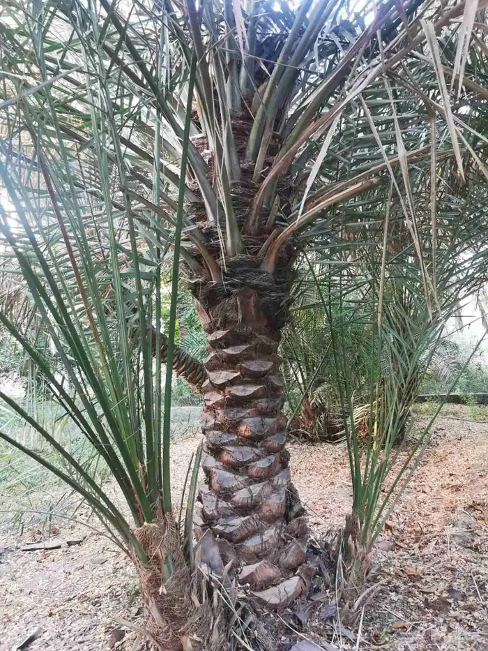 بيع جميع انواع النخل والشجر والعشيب والورد وتنظيف النخيل 3