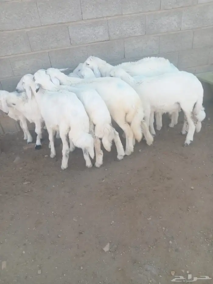 13 من البهم مرابي نظيف وسمان وشعره 4