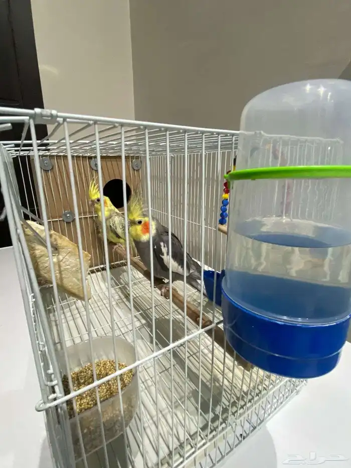 زوج كوكتيل منتج تحتة 5بيضات الذكر نورمل والانثا فراشة 0