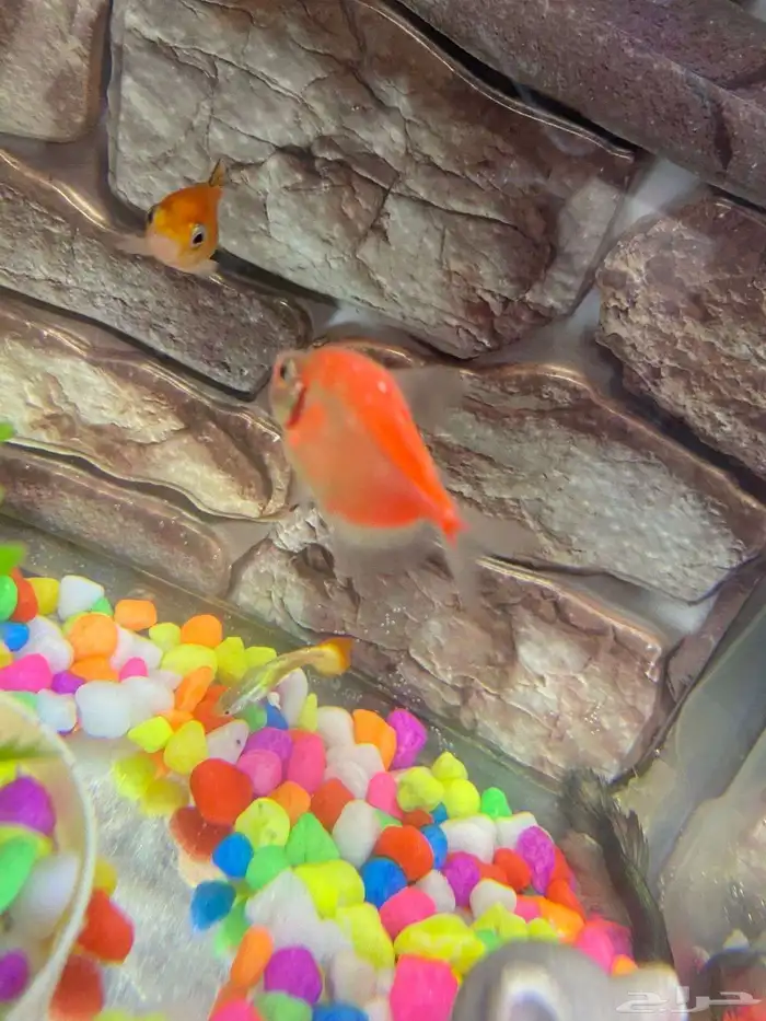 حوض اسماك للبيع مكون من 6 سمكات وفلتر هواء 3