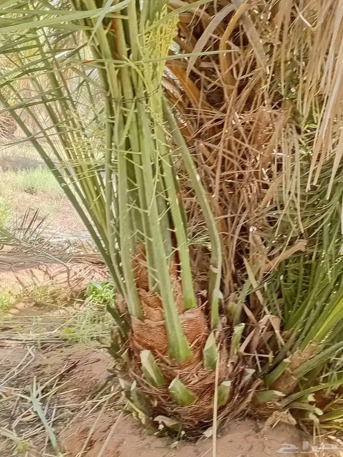 يوجد الدنيا جميع أنواع النخيل للبيع 1