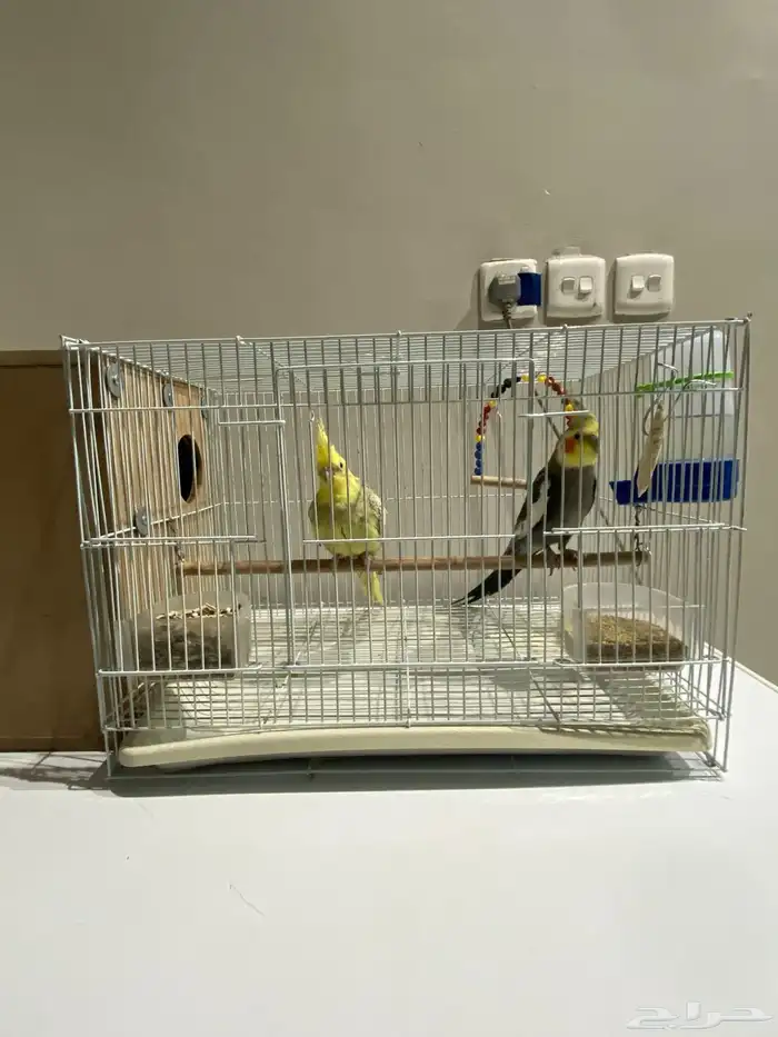 زوج كوكتيل منتج تحتة 5بيضات الذكر نورمل والانثا فراشة 4