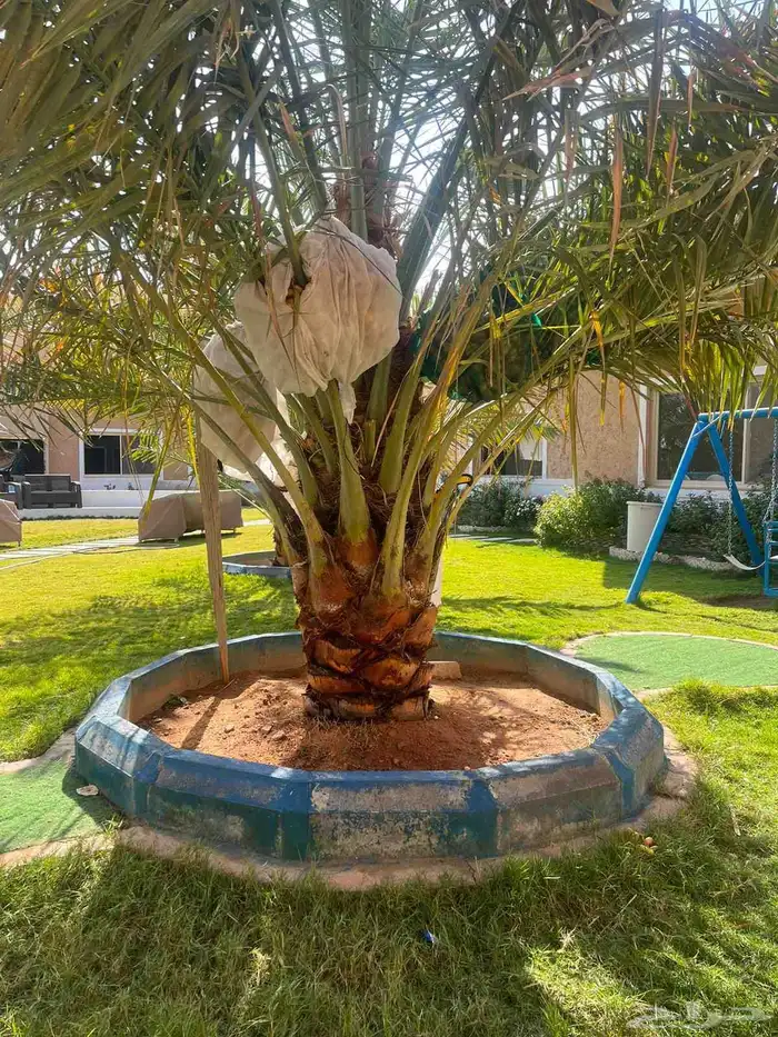 يوجد الدنيا جميع أنواع النخيل للبيع 4