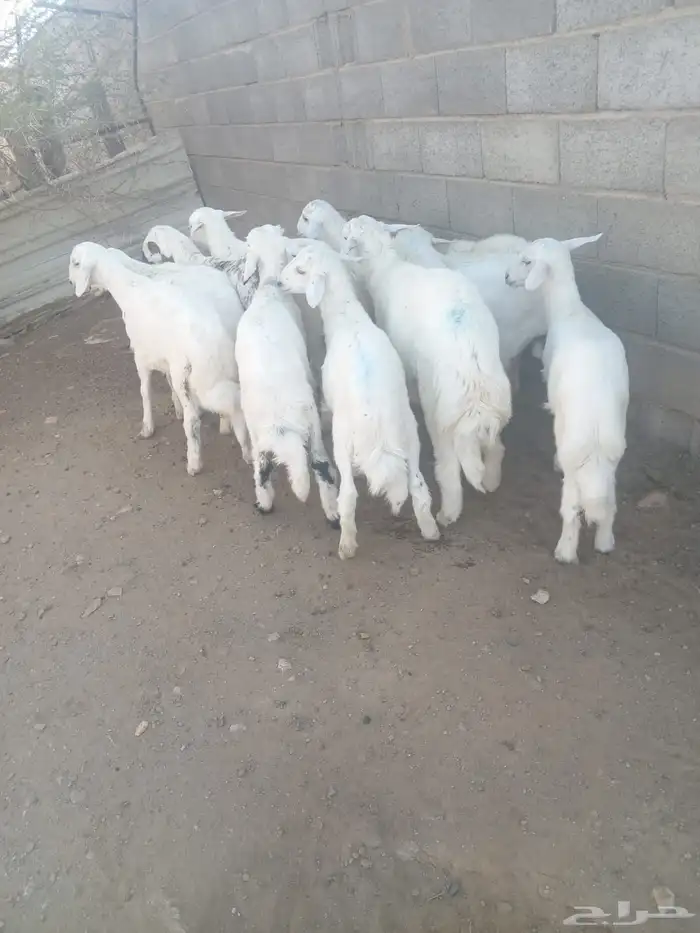 13 من البهم مرابي نظيف وسمان وشعره 2