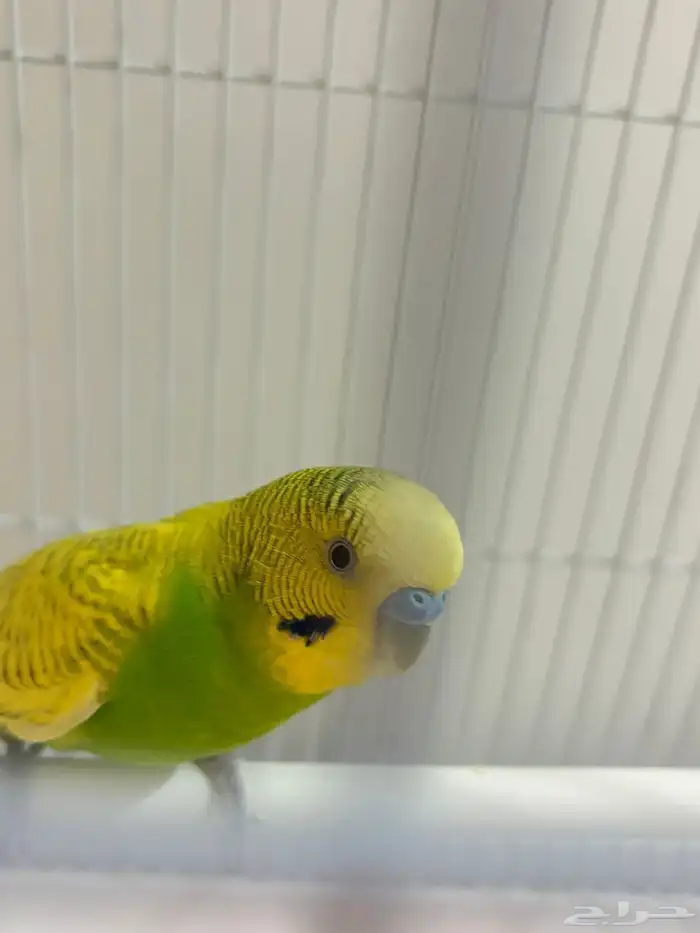 زوح طيور الحب للبيع 0