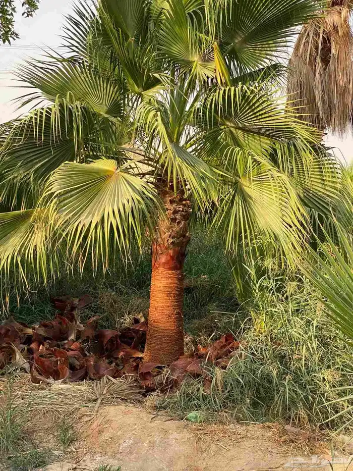 نخل واشنطن للبيع 3