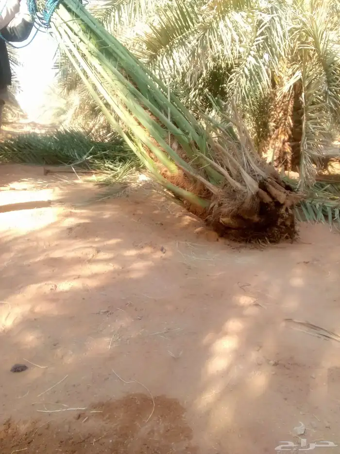 توريد نخيل وتركيب شبوك 1