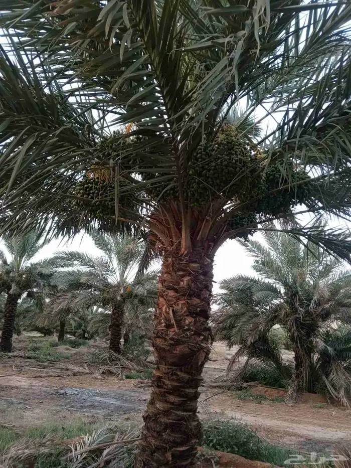 مطلوب مزرعة نخل للاجار او بالنسبة في مناطق الرياض او الدمام 0