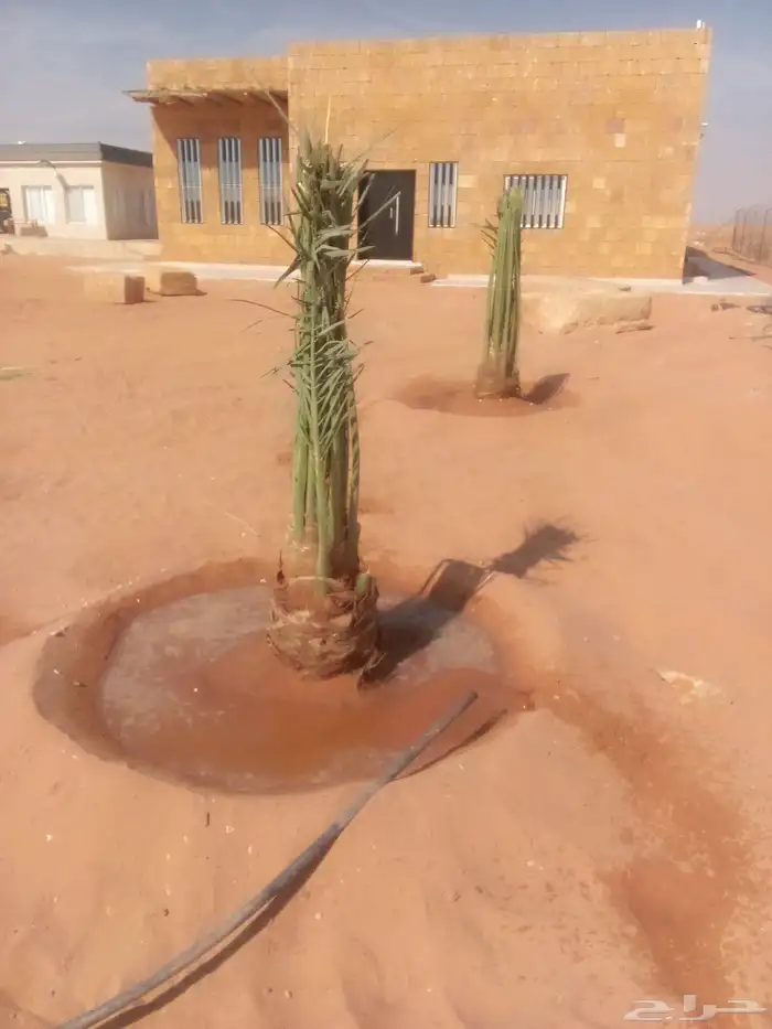 توريد نخيل وتركيب شبوك 0