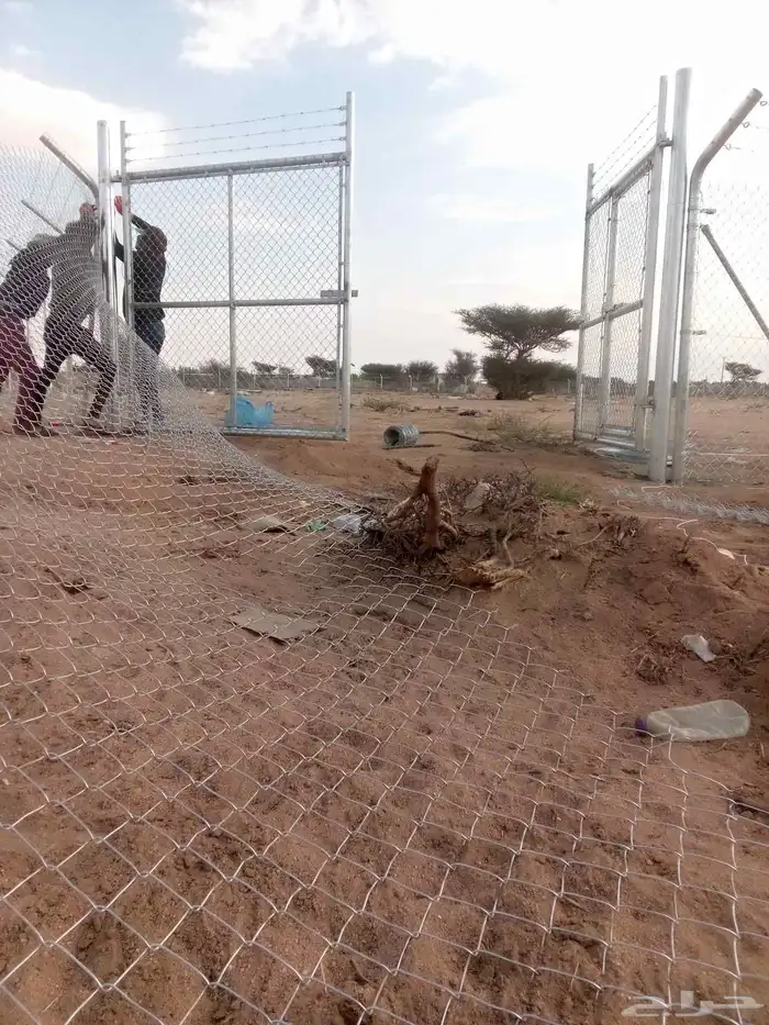 توريد نخيل وتركيب شبوك 4