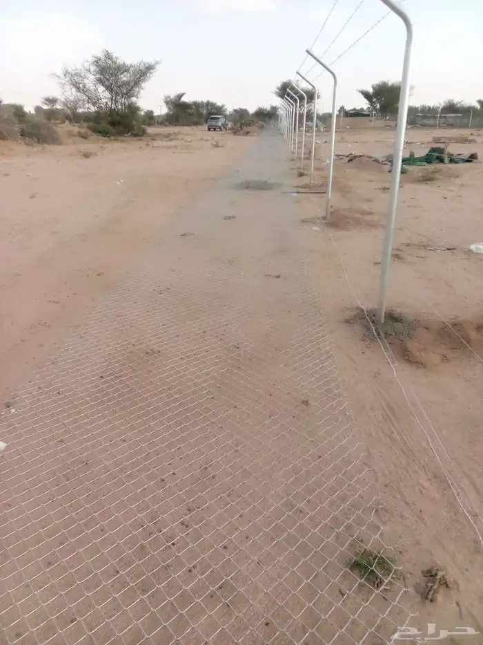 توريد نخيل وتركيب شبوك 5