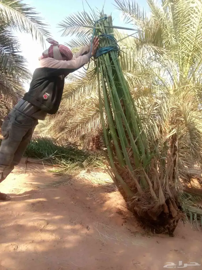 توريد نخيل وتركيب شبوك 2