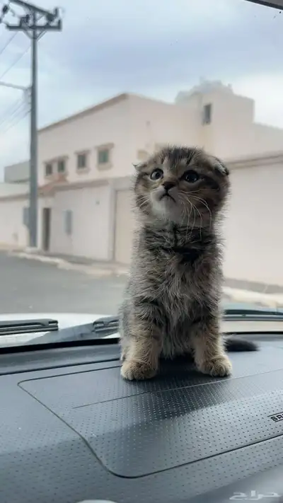 قط استكوتش صغير للبيع index