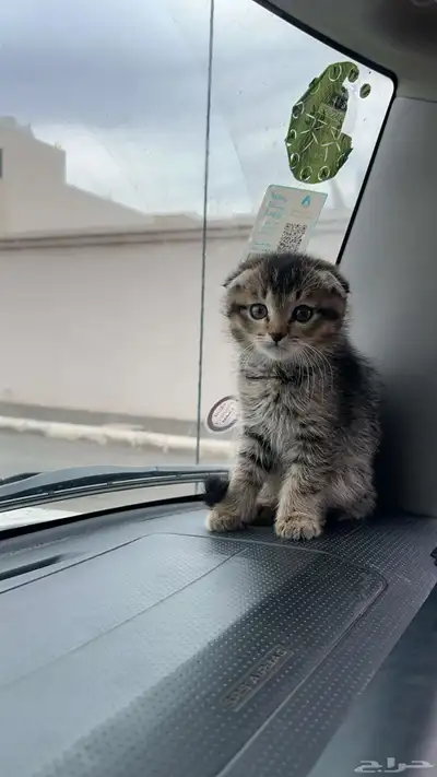 قط استكوتش صغير للبيع index