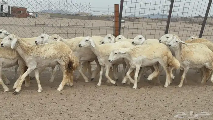 السلام عليكم ورحمة الله وبركاته عرض رخال عدد 58 يوجد فيديو 4