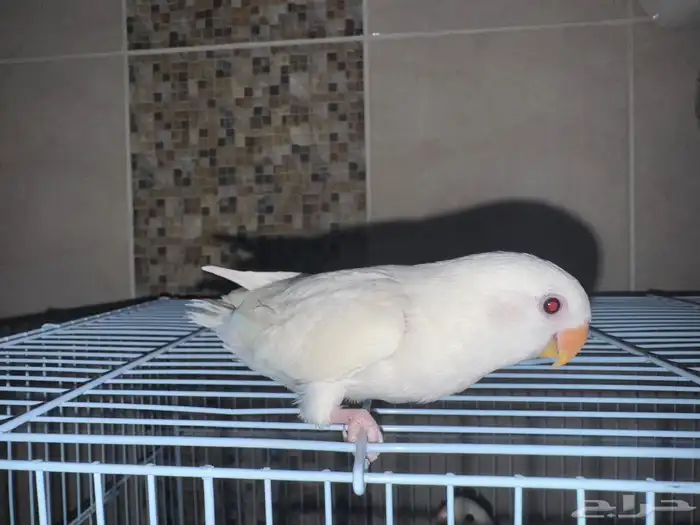 فروخ روز هدد 1