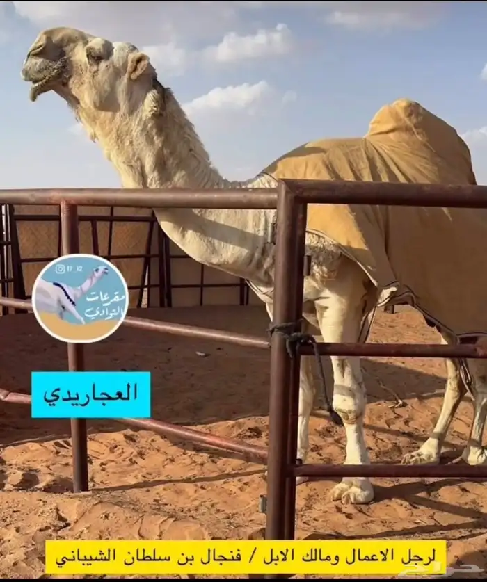 قعود قصب للبيع تحت أمه 6