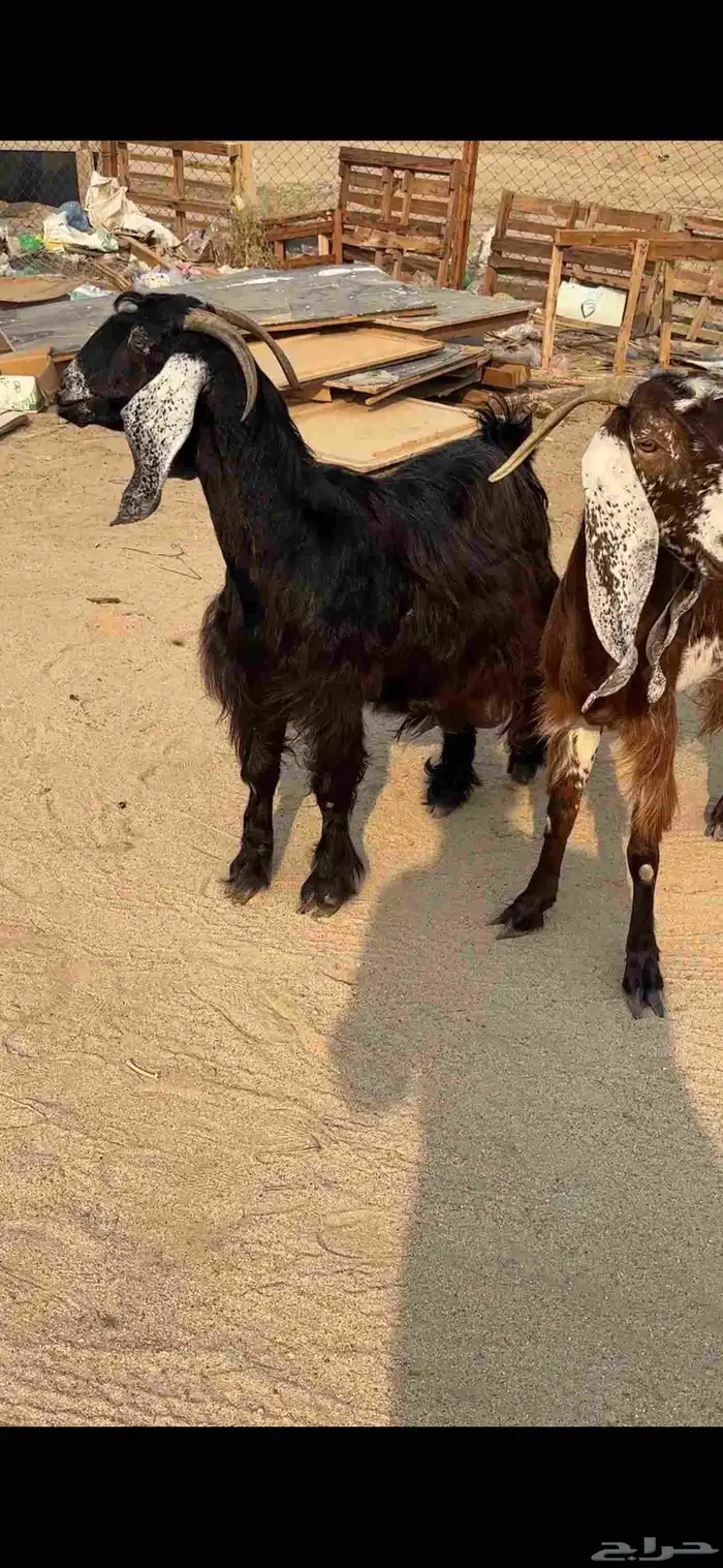 عنز عارضية حليب وافر شرط 4