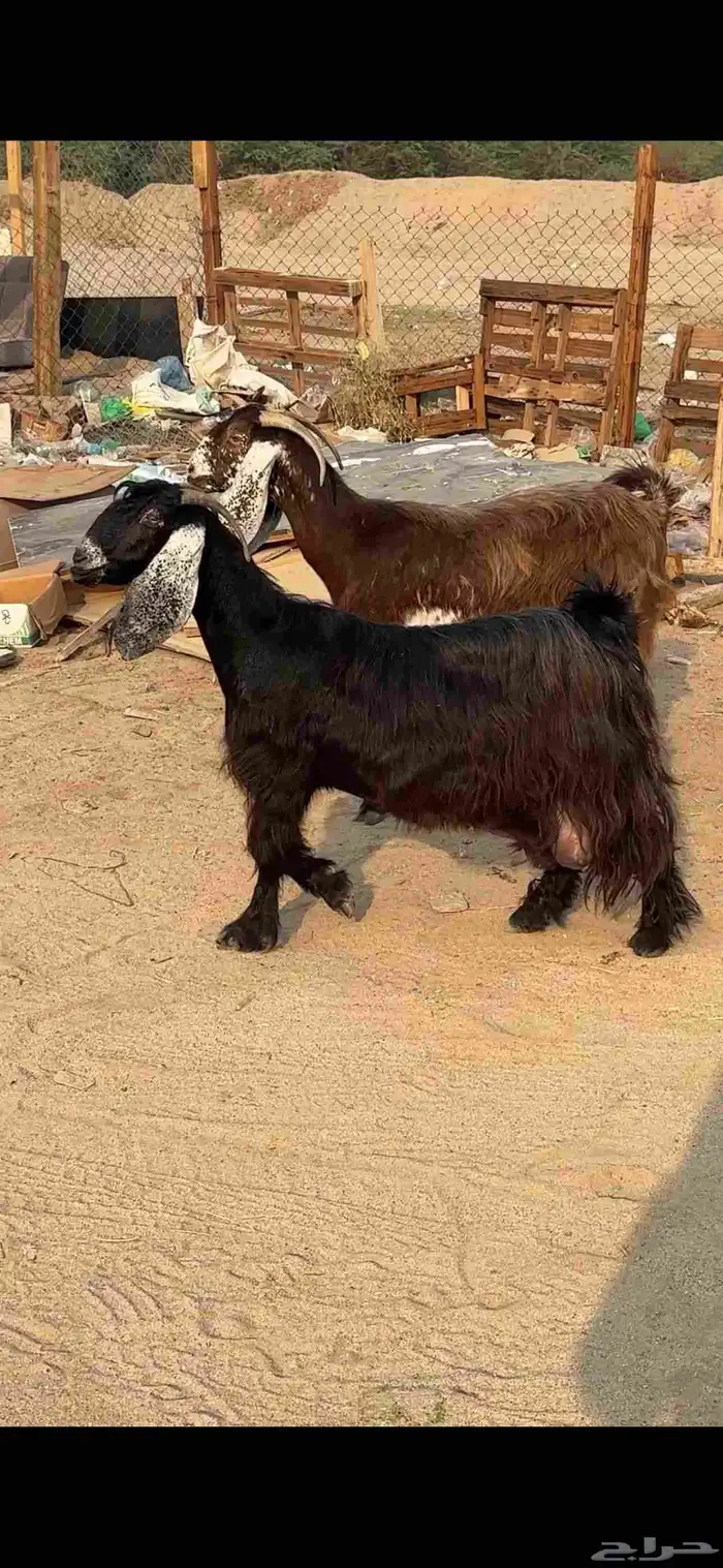 عنز عارضية حليب وافر شرط 3