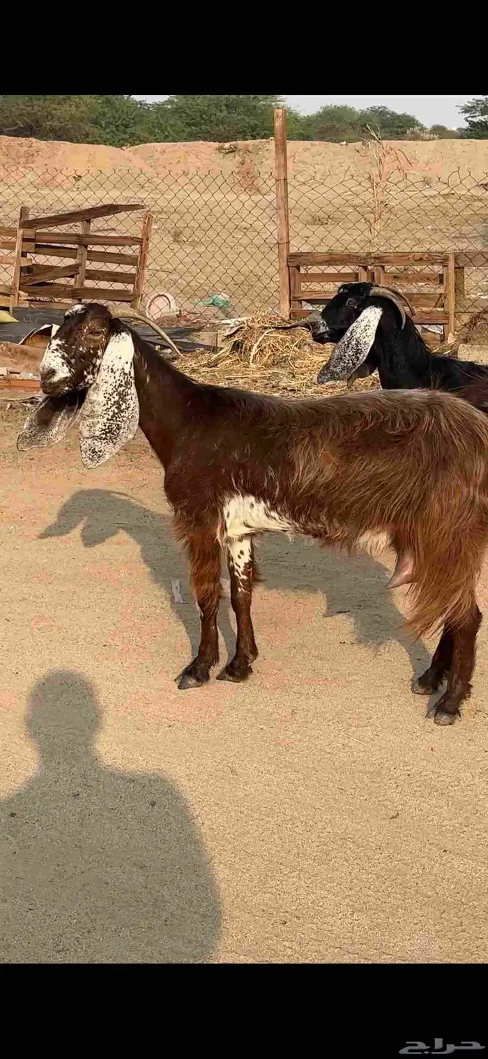 عنز عارضية حليب وافر شرط 2