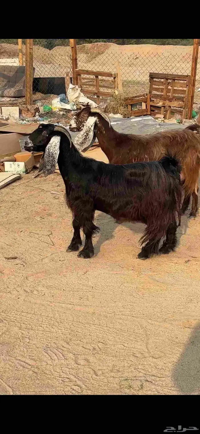 عنز عارضية حليب وافر شرط 1