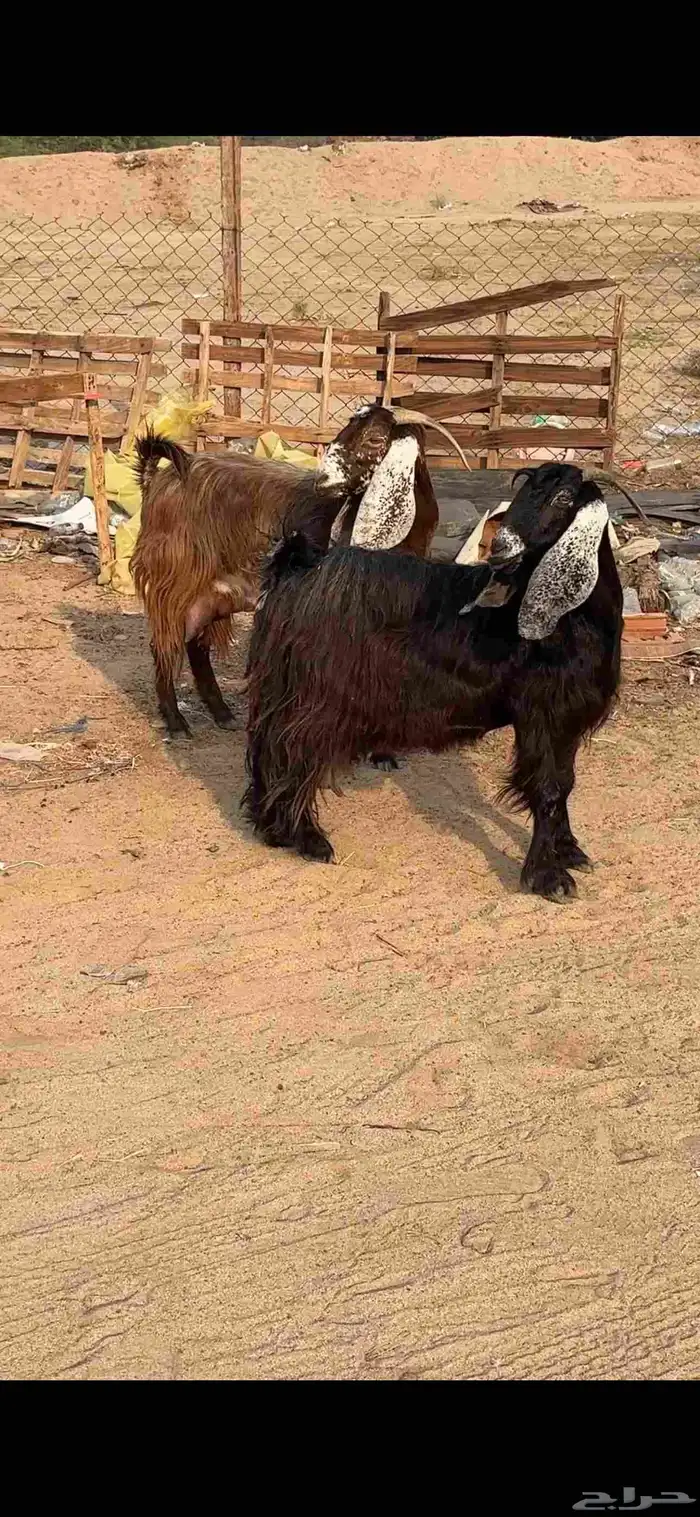 عنز عارضية حليب وافر شرط 0