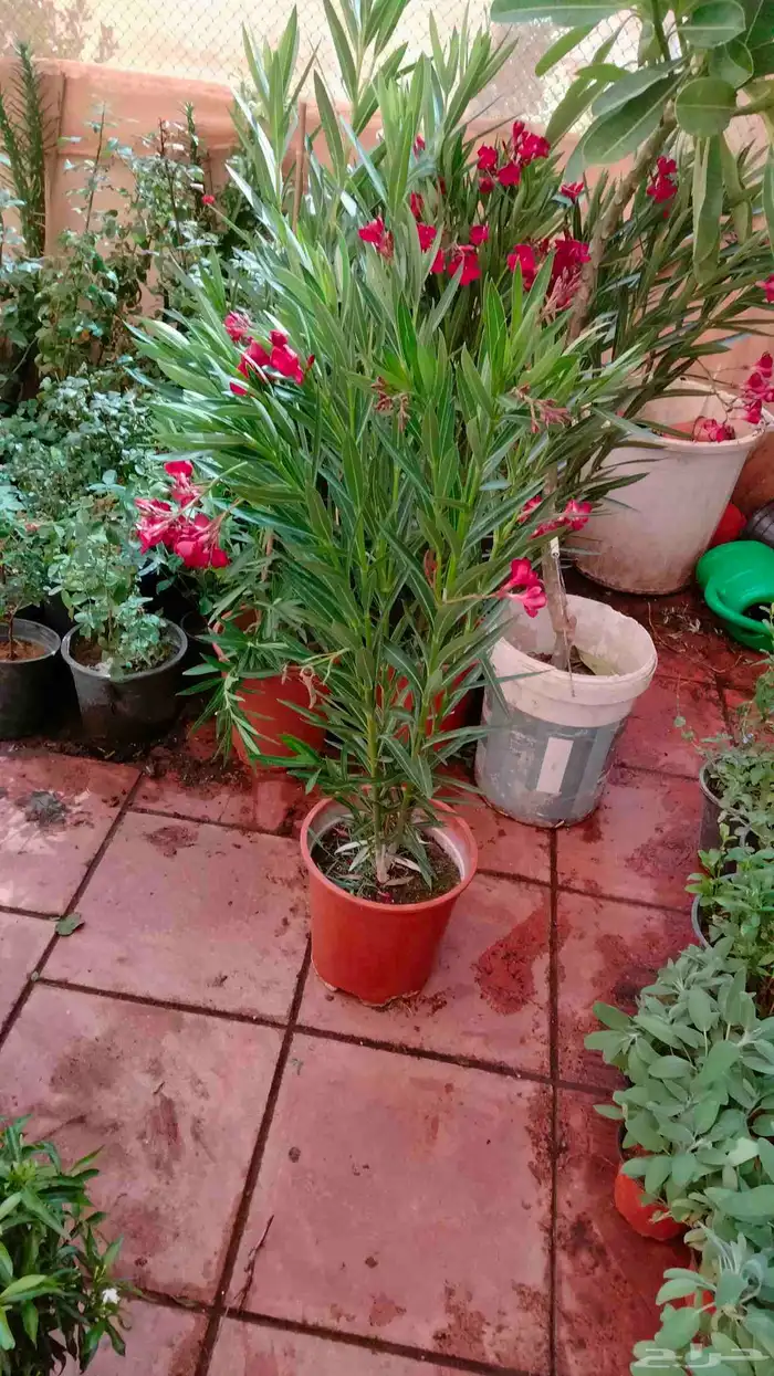 مشتل الورد 1