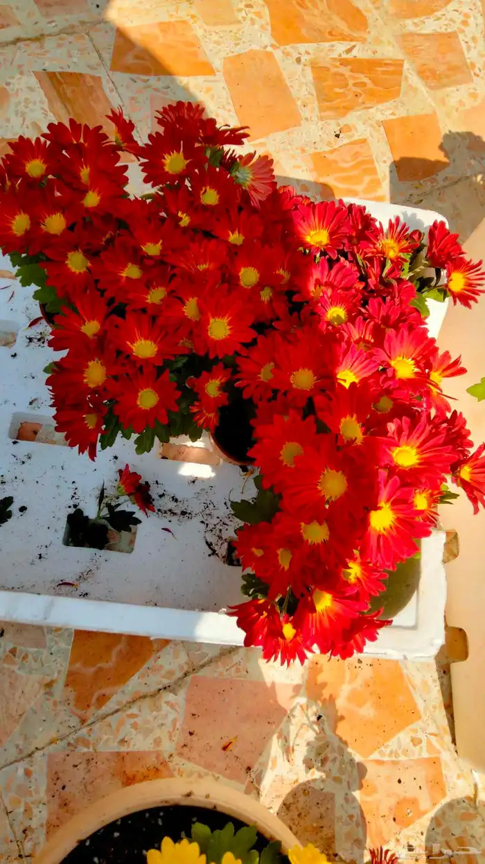 مشتل الورد 2