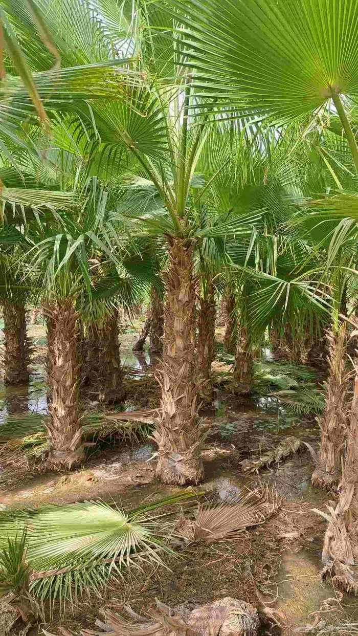 نخل واشنطن للبيع 7