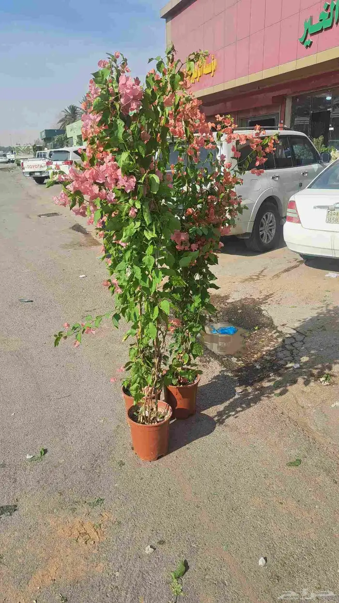 نخل واشنطن للبيع 1