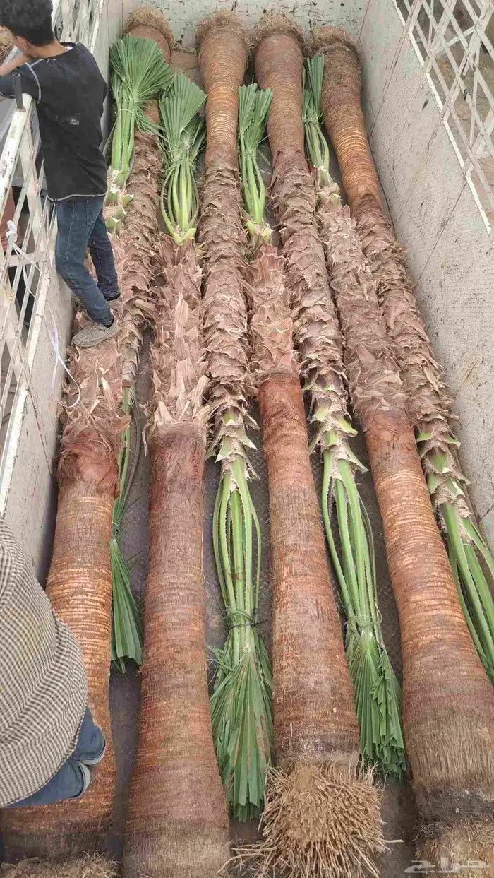 نخل واشنطن للبيع 8