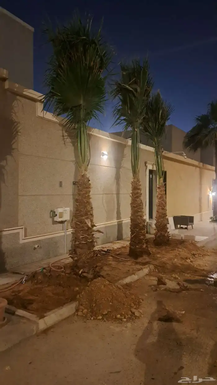 نخل واشنطن للبيع 2