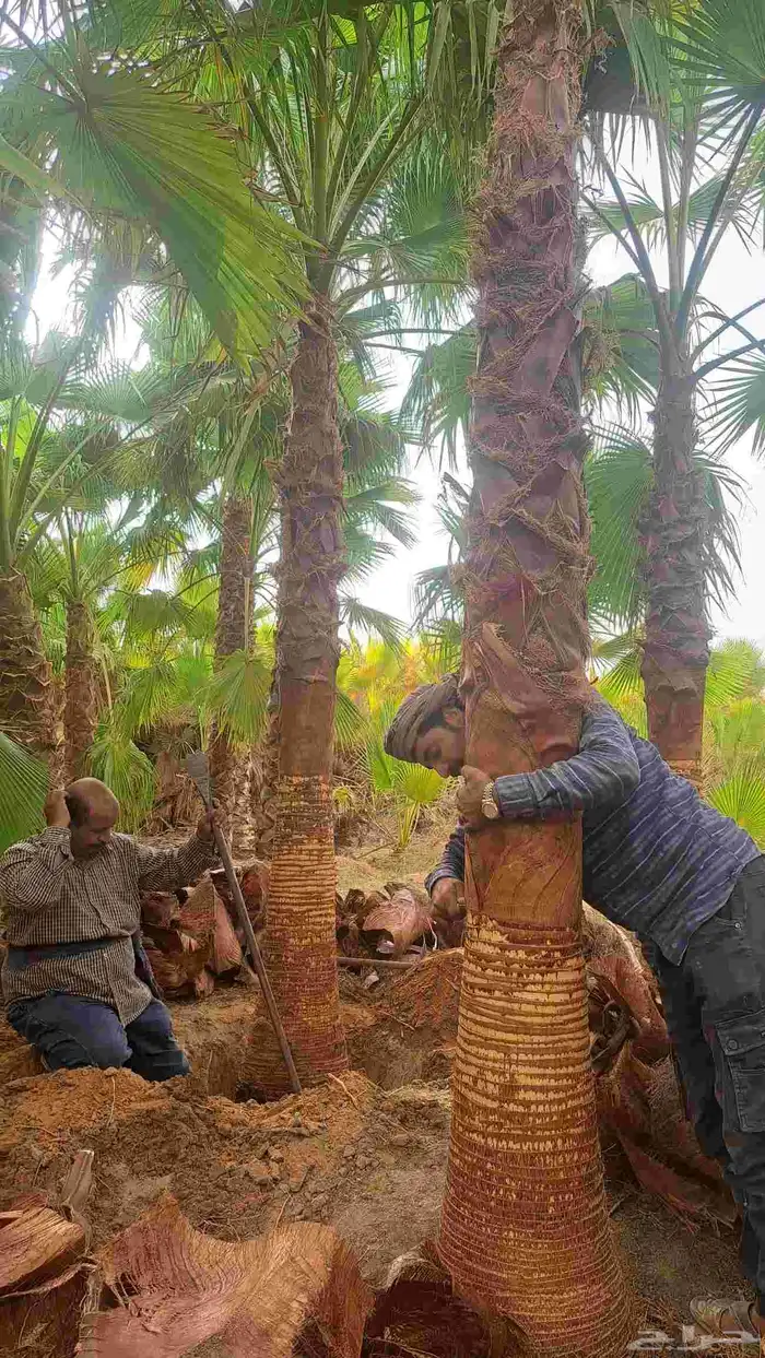 نخل واشنطن للبيع 9