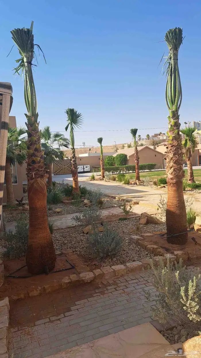 نخل واشنطن للبيع 6