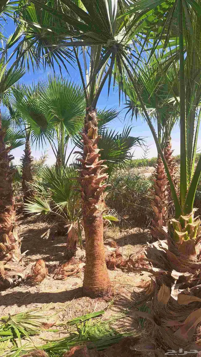 نخل واشنطن للبيع 4