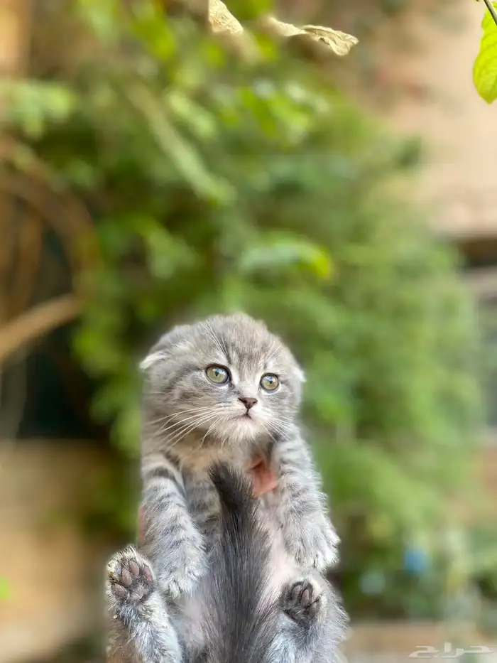 سكوتش فولد بيور مطعمين مدربين للبيع ولايوجد تبني 5