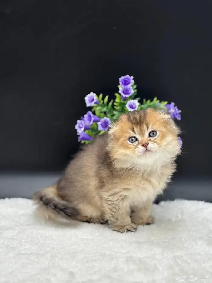 قط شكوتش فولد العمر شهرين الصحة جيدة ماشاء الله عليك لعوب 2