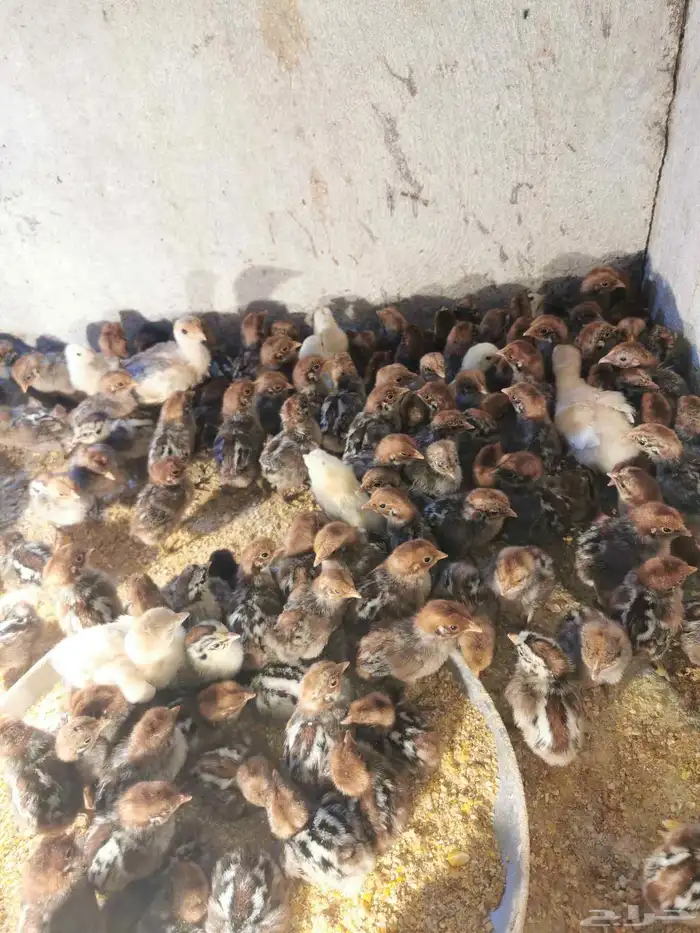 صوص فيومي وبلدي بعمر 3 الى 5 ايام 2