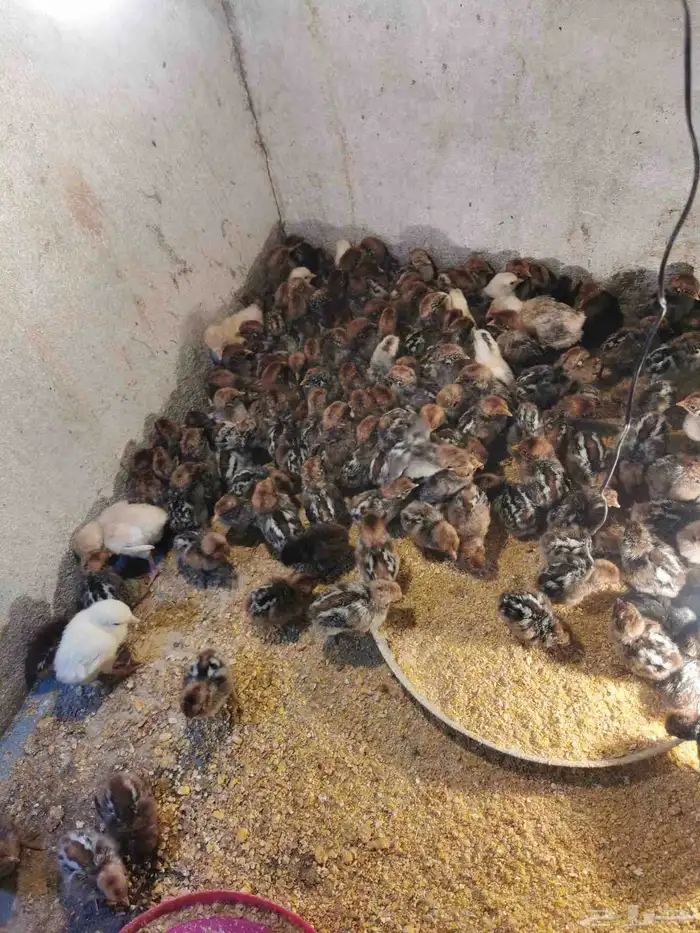 صوص فيومي وبلدي بعمر 3 الى 5 ايام 0