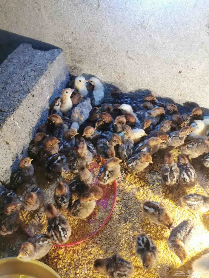 صوص فيومي وبلدي بعمر 3 الى 5 ايام 1