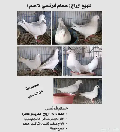 للبيع حمام فرنسي 0