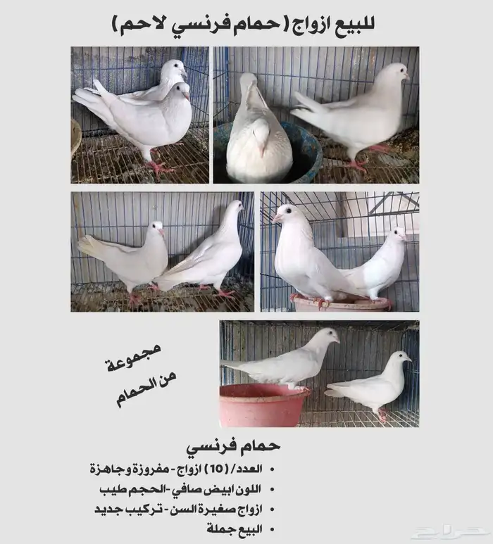 للبيع حمام فرنسي 0