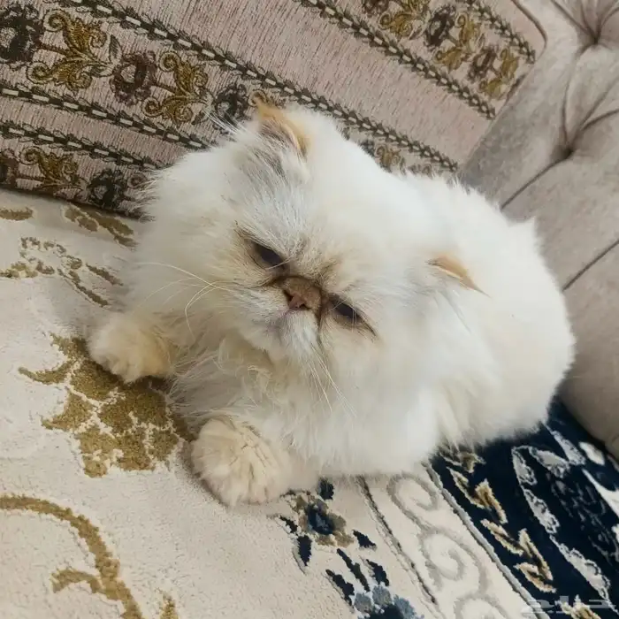 قطه انثى هاديه جدا نوع هملايا للبيع 0