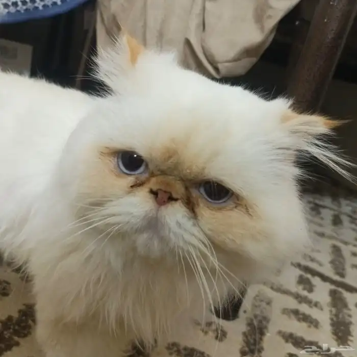 قطه انثى هاديه جدا نوع هملايا للبيع 2