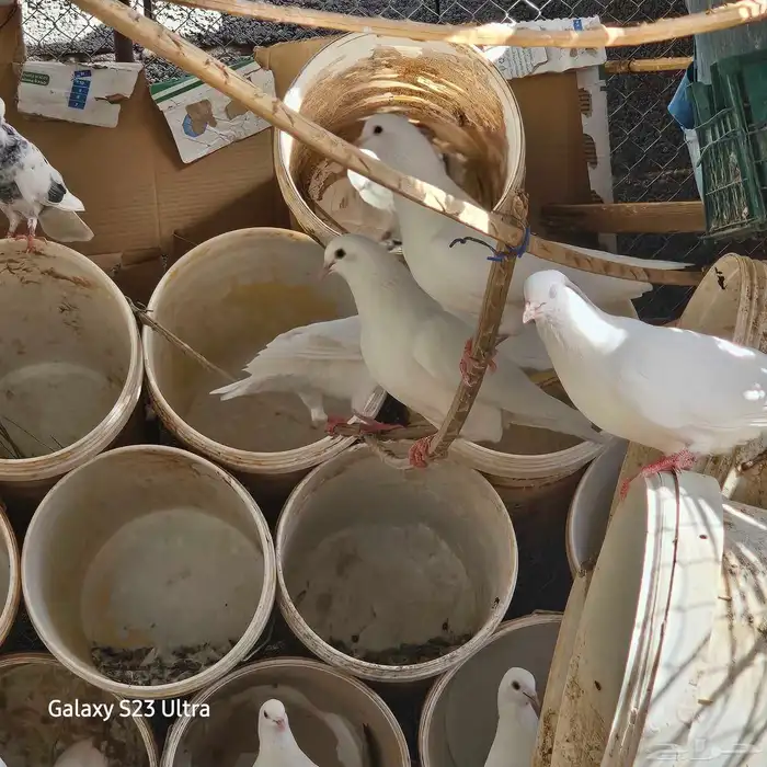 للبيع حمام فرنسي جمبو متوالف عمره سنه ونص الصحه فل مشاءالله 6