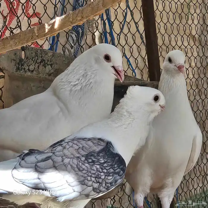 للبيع حمام فرنسي جمبو متوالف عمره سنه ونص الصحه فل مشاءالله 0