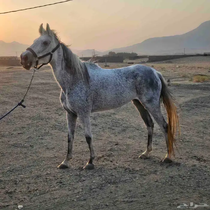 ثلاث افراس شعبيه للبيع 3