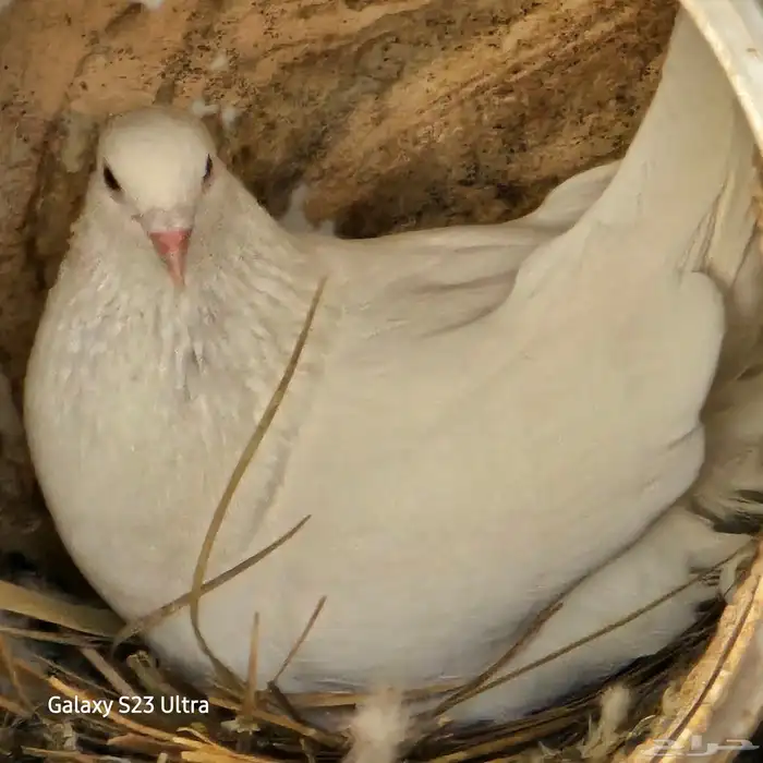 للبيع حمام فرنسي جمبو متوالف عمره سنه ونص الصحه فل مشاءالله 2