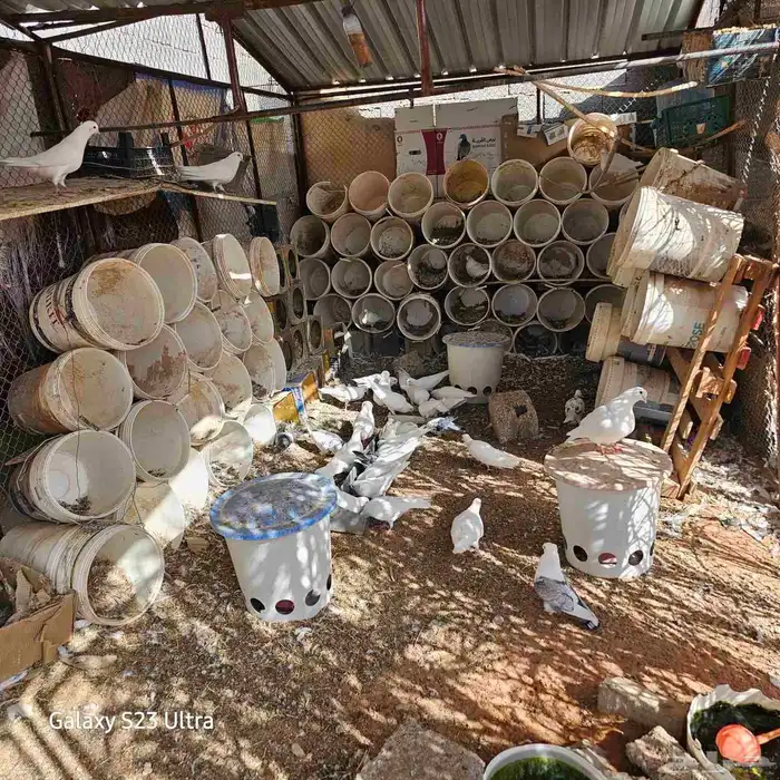 للبيع حمام فرنسي جمبو متوالف عمره سنه ونص الصحه فل مشاءالله 1